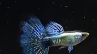 Makanan Ikan Guppy