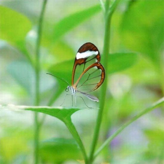 Transparent Butterfly