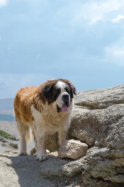 Caucasian Shepherd