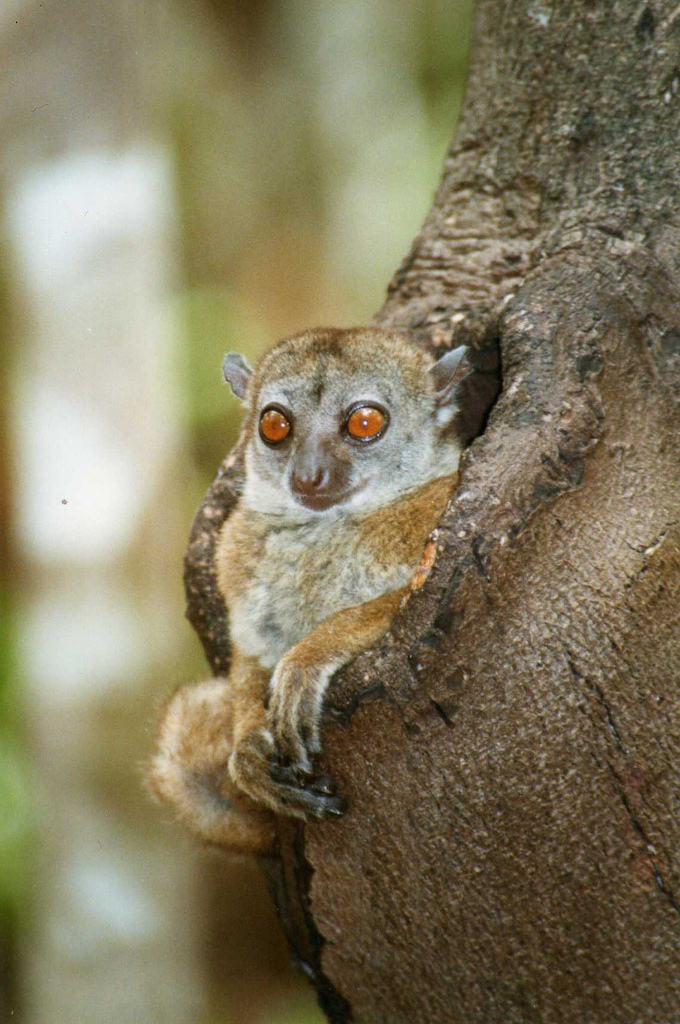 Let's Draw Endangered Species! : ): Sahafary Sportive Lemur