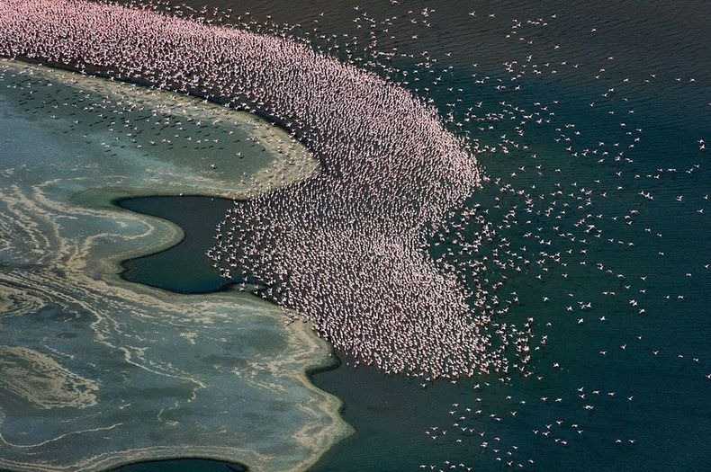 lake-nakuru-flamingos-13 lake-nakuru-flamingos-13
