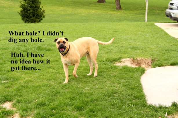 bullmastiff hole