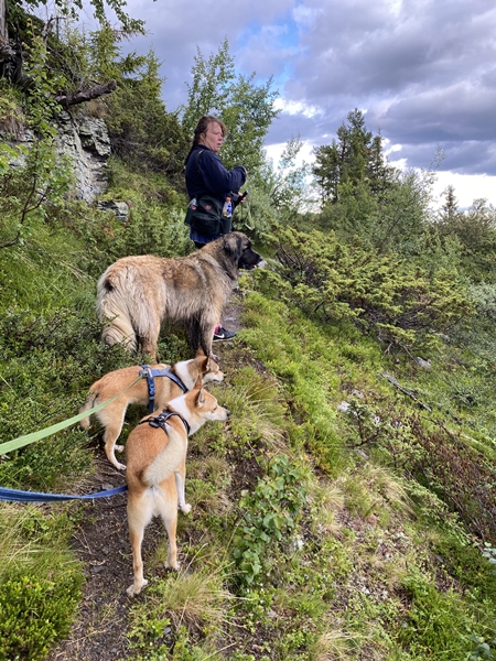 buvasstølan vardefjell stolpejakt