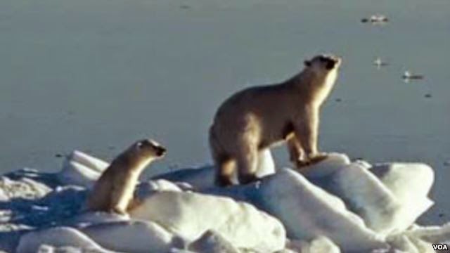 Alertan por falta de comida para osos polares
