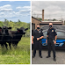 A Herd of Cows Helps North Carolina Cops Apprehend A Suspect