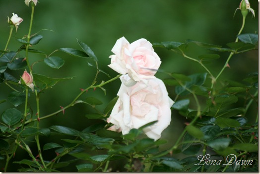 NewDawn_Rose_May24