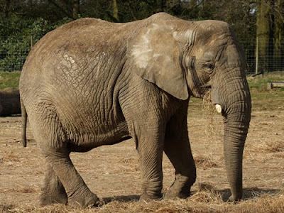 African Elephants Picture