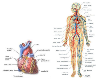 Jantung Sebagai Pusat Kardiovaskuler dan Sistem kardiovaskuler