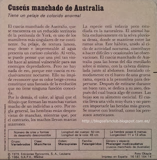 Blog Safari Club, características del Cuscús manchado de Australia