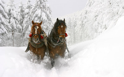 Fotografías de caballos I (hermosos equinos de pura sangre)