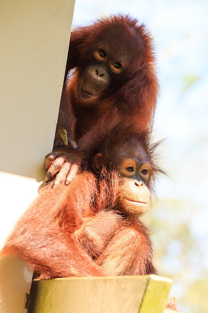 Borneo, Malezja, orangutany