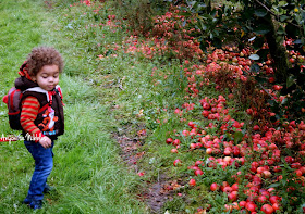 Apple picking in Cheshire with a toddler from www.anyonita-nibbles.com