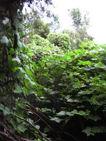 Kudzu invasion