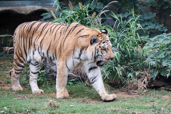 新竹市立動物園藏隱在市區小而美的森林動物園，有老虎河馬熊猴子