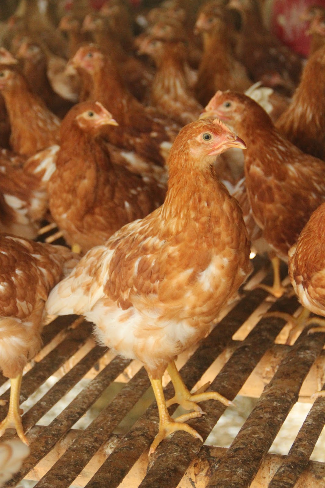 Juragan Ayam  Pullet Ayam Petelur  siap Bertelur Jogja