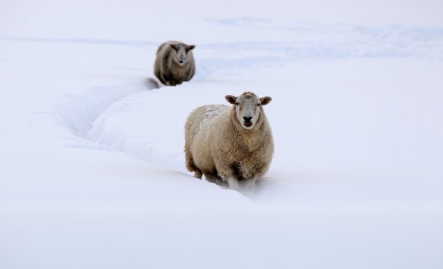 European plains buried by snow