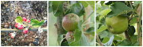 Ecklinville apple - 'growourown.blogspot.com'