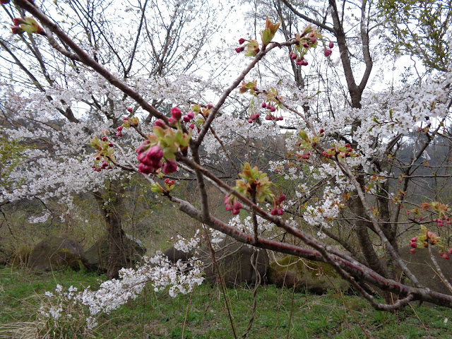 別所川渓流植物園の牡丹桜はもう少し