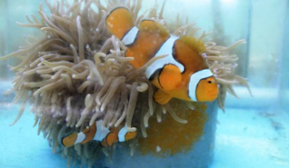 Habitat, Penyebaran dan Makanan Clown Fish / Ikan Badut / Nemo