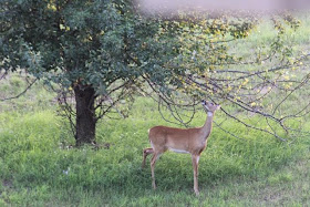 Whitetail deer nibbles pear tree