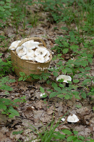 la cules de ciuperci prin padure in Transilvania