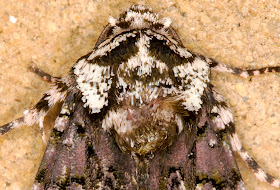 Close-up of Coronet,  Craniophora ligustri.  Hayes, 13 July 2013.