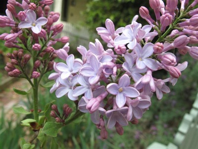 lilac 002 (Medium)