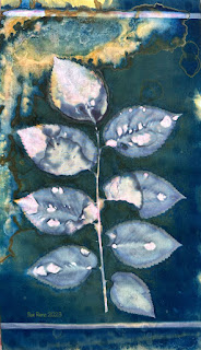 Sue Reno_wet cyanotype_image 1050