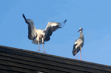cigognes aux perties