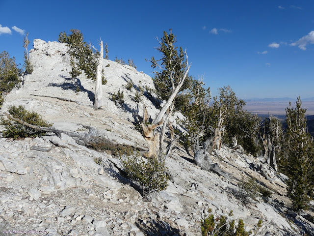 132: trees well spaced and lounging or reaching