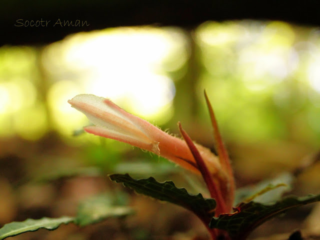 Goodyera biflora