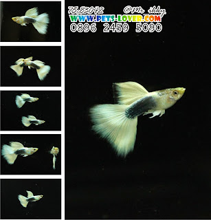 jual guppy import, jual guppy kaskus, jual guppy murah, jual guppy full red, jual guppy big ear, jual guppy jakarta, jual guppy betina, jual guppy jogja, jual guppy surabaya, jual guppy black moscow, jual guppy albino, jual guppy albino murah, jual aneka guppy, jual ikan guppy albino, jual guppy red albino, jual ikan guppy aneka, jual ikan guppy red albino, harga guppy albino, jual guppy blue grass, jual guppy blue sky, jual guppy berkualitas, jual guppy blue moscow, jual guppy bandung, jual guppy bekasi, jual guppy blue lace, jual guppy cobra, harga guppy cobra, jual ikan guppy cobra, jual ikan guppy cirebon, jual guppy di medan, jual guppy di jakarta, jual guppy dan ikan lainnya, jual guppy depok, jual guppy di jogja, harga guppy dragon, jual ikan guppy di jakarta, jual ikan guppy di bandung, jual ikan guppy depok, jual ikan guppy di batam, jual guppy endler, jual guppy full platinum, jual guppy fish, jual guppy full black, jual fancy guppy, harga guppy full red, harga guppy full black, jual ikan guppy full platinum, jual hikari fancy guppy, harga guppy fish, jual guppy grosir, jual ikan guppy blue grass, jual ikan guppy grosir, jual guppy hias, jual guppy hb pastel, jual guppy halfmoon, harga guppy hias, jual ikan guppy hias, harga jual guppy, harga hikari guppy, harga jual ikan guppy hias, harga jual guppy full red, jual guppy import 2015, jual guppy indukan, jual ikan guppy, jual ikan guppy jakarta, jual ikan guppy betina, jual ikan guppy murah, jual ikan guppy bandung, jual ikan guppy surabaya, jual guppy jambi, jual guppy jakarta timur, jual ikan guppy jawa timur, jual ikan guppy jember, jual ikan guppy di jambi, jual guppy, jual guppy kontes, jual ikan guppy kontes, jual ikan guppy kaskus, jual guppy lokal, jual guppy red lace, jual ikan guppy lampung, jual guppy medan, jual guppy mata merah, jual guppy micariff, jual guppy malang, jual ikan guppy medan, jual ikan guppy makassar, jual guppy neon, harga guppy neon, jual guppy online, jual ikan guppy online, jual guppy partai, jual guppy palembang, jual guppy platinum, jual guppy panda, jual guppy pekanbaru, jual guppy pontianak, jual pakan guppy, harga guppy platinum, jual ikan guppy pontianak, jual guppy red, jual guppy ribbon, harga guppy ribbon, harga guppy red, jual ikan guppy ribbon, jual ikan guppy super red, jual guppy super red, jual guppy swallow, jual guppy sky blue, jual ikan guppy solo, jual ikan guppy sidoarjo, jual ikan guppy strain murni, jual guppy strain, jual guppy tangerang, jual guppy tuxedo, jual tetra guppy, harga guppy tuxedo, jual ikan guppy tangerang, jual ikan guppy termahal, harga tetra guppy, jual pakan tetra guppy, harga guppy termahal, jual guppy yogyakarta, jual ikan guppy yogyakarta, jual guppy 2013, jual guppy 2012, jual ikan guppy 2013, jual ikan guppy 2014, harga guppy 2013, jual ikan guppy 2012, jual guppy import 2013, harga guppy 2010,