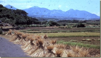 rice-5