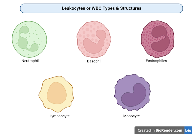 Blood Cells - Types, Definition and Function