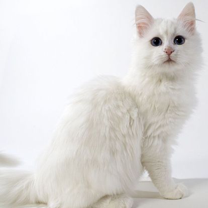 Kumpulan Gambar  Kucing  Anggora Cantik dan Lucu  Terbaru 2019