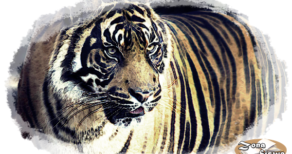 Contoh Descriptive Text Hewan: Harimau + Artinya