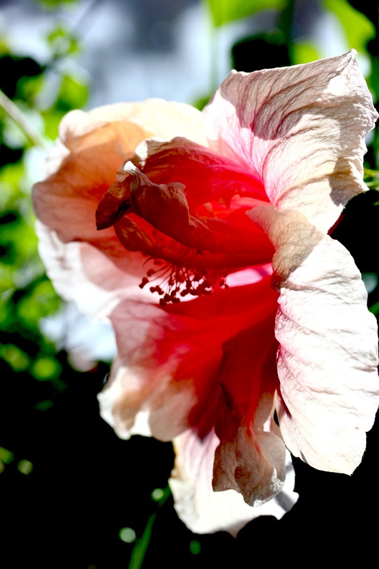 amaryllis-2013-02-24-11-15.jpg