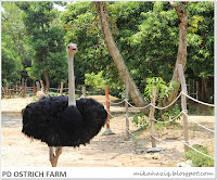 port dickson ostrich farm