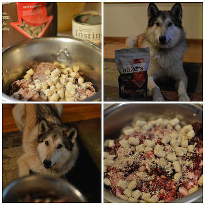 wolfdog raw diet