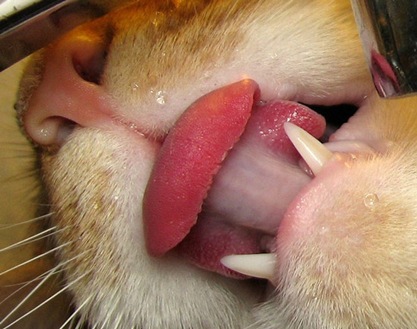 Cats Tongues Close Ups