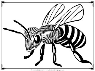 realistic bee coloring pages for adult printable