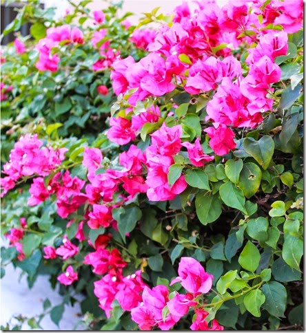 Bouganvilla st thomas
