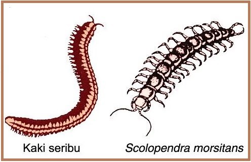 ASAL UNIK Dibalik banyaknya Kaki  Kaki  Seribu  