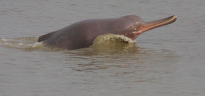 Indus River Dolphin declared as Punjab’s State aquatic animal