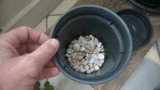 Como plantar hortaliças em vasos - Passo a Passo