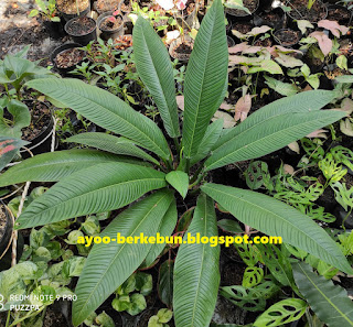 philodendron lynette