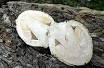 Edible Mushroom in hindi