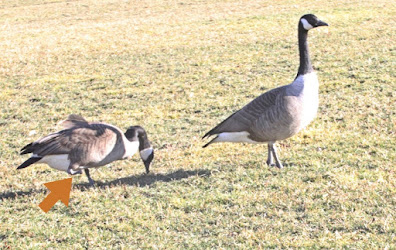 In this picture a pair of Canadian geese are standing on a grassy area near Turtle Pond (located in Central Park). The goose on the left (female) only has one leg. Her partner is standing in front of her as a way of protecting her. This bird type is featured in volume two of my book series, "Words In Our Beak." Info re these books is within another post on this blog @ https://www.thelastleafgardener.com/2018/10/one-sheet-book-series-info.html