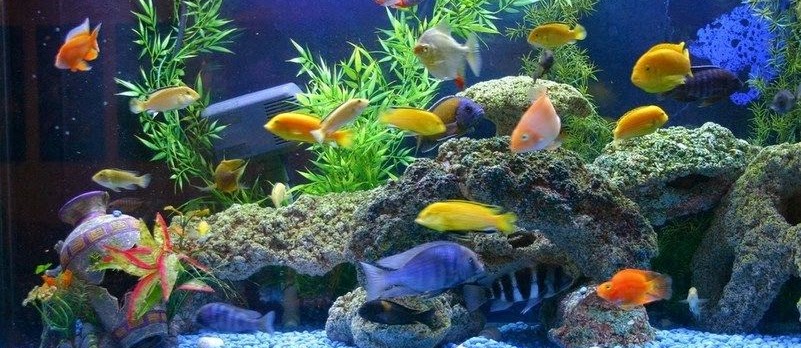 Cara Desain Hiasan Aquarium Untuk Ikan Koki  yang Baik dan 
