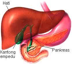 Fungsi Hati Dalam Sistem Pencernaan Manusia